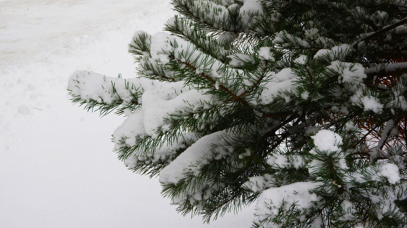 Nikon Coolpix P610 sample photo. Spruce branch, spruce, snow photography