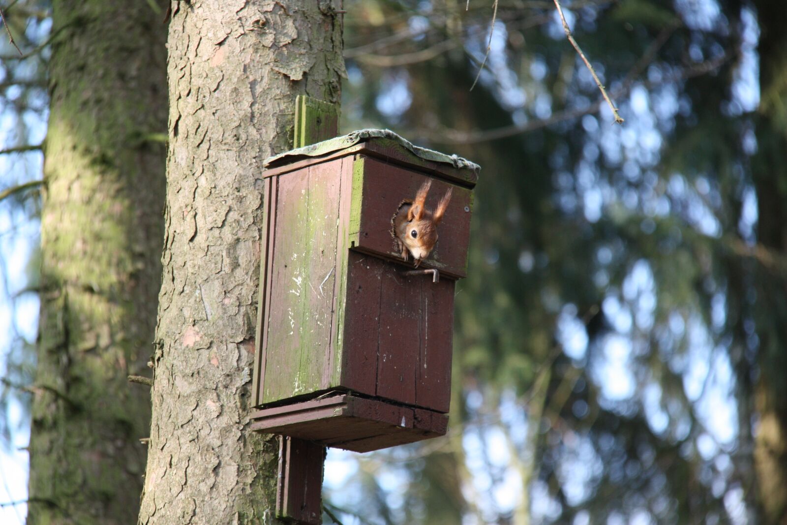 Canon EOS 450D (EOS Rebel XSi / EOS Kiss X2) sample photo. Squirrel, nature, animal photography