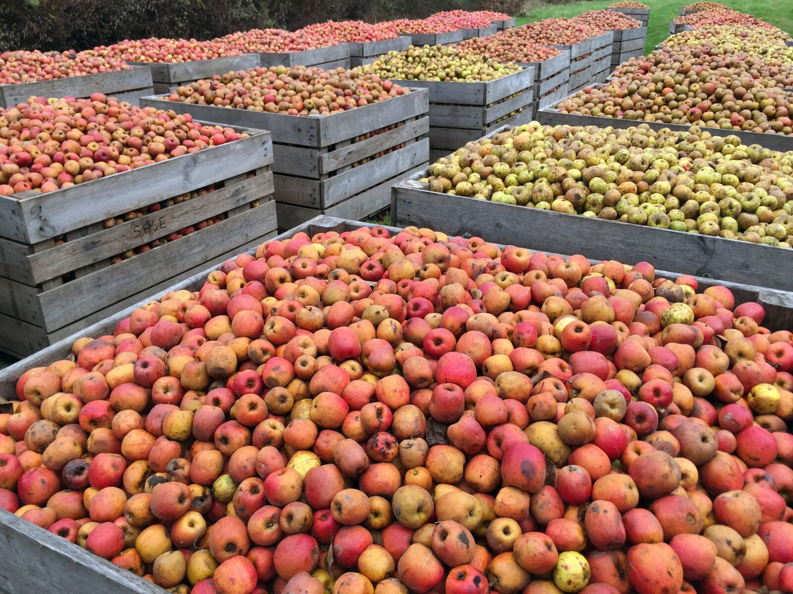 Apple iPhone 6 sample photo. Apple, red apples, harvest photography