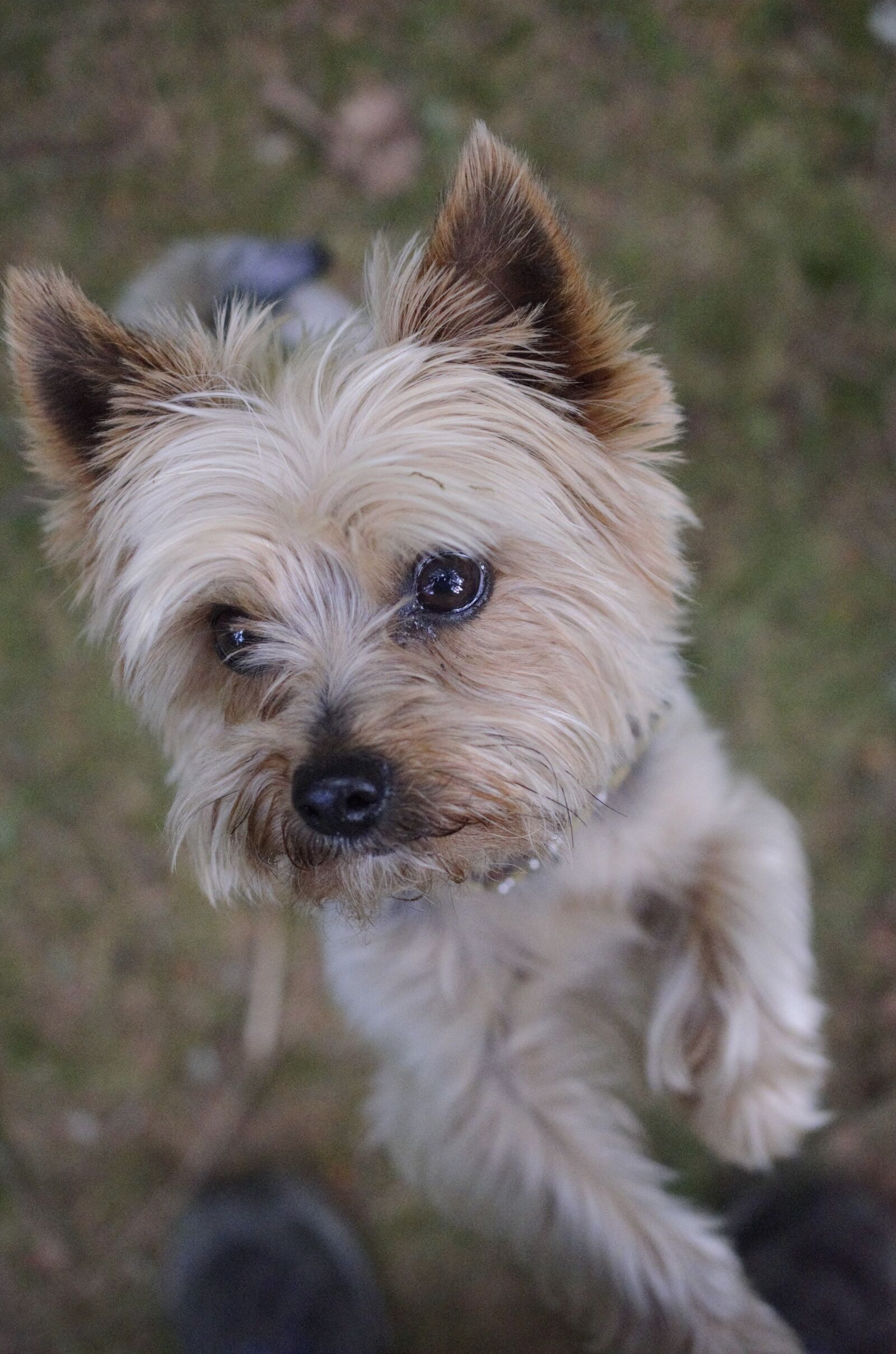 Nikon D7000 sample photo. Dog, yorkshire terrier, little photography