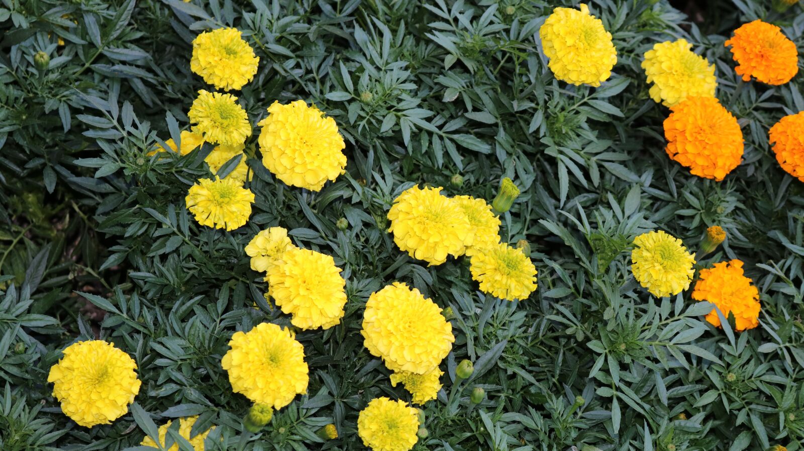 Canon EOS 750D (EOS Rebel T6i / EOS Kiss X8i) sample photo. Nature, flower, summer photography