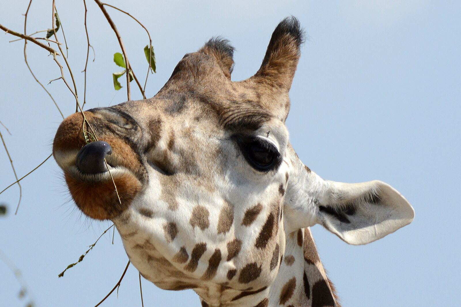 Nikon D7100 sample photo. Giraffe, animal, animal portrait photography