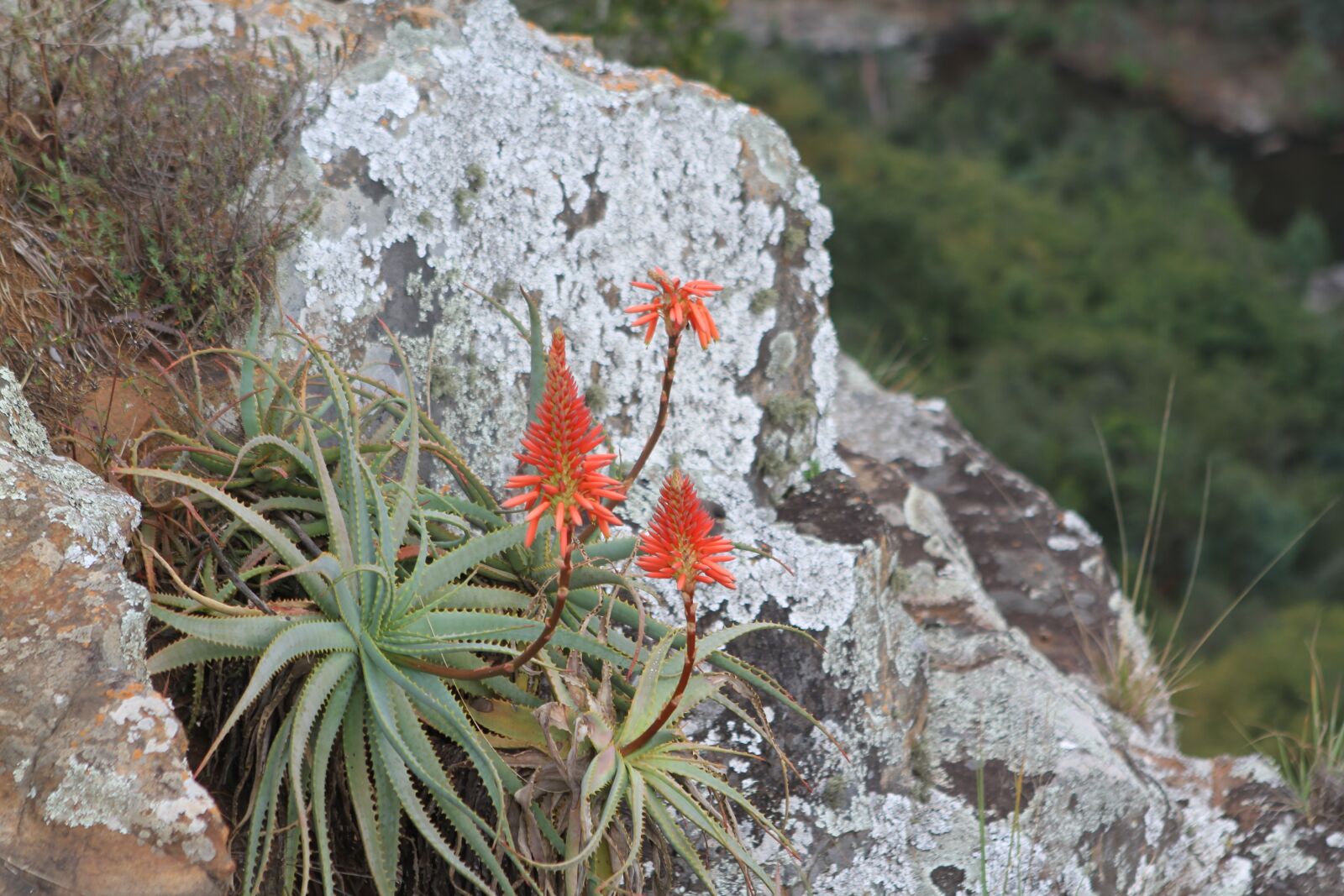 Canon EOS 7D sample photo. Flower, nature, tourism photography