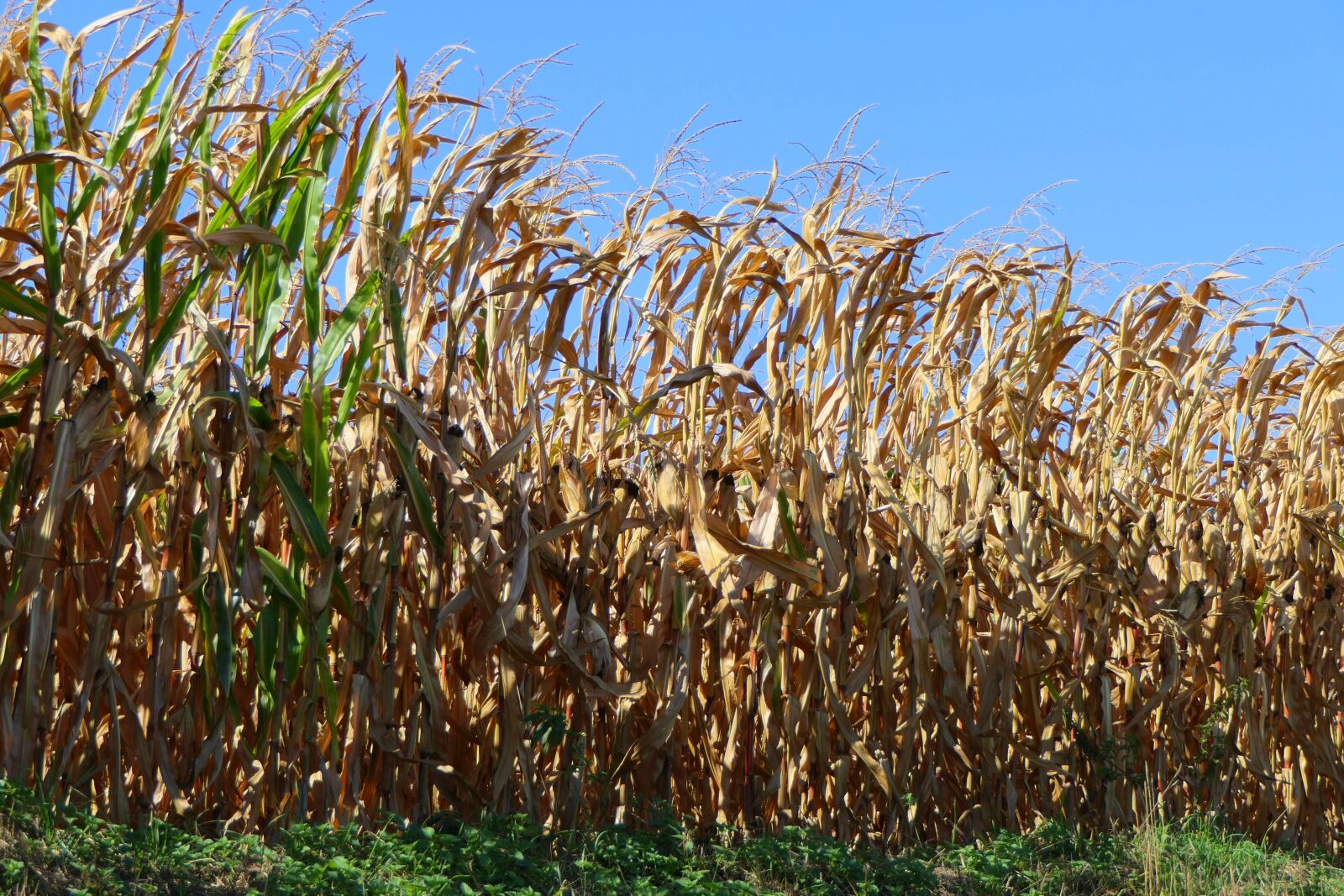 Panasonic Lumix DMC-FZ2500 (Lumix DMC-FZ2000) sample photo. Cornfield, autumn, agriculture photography