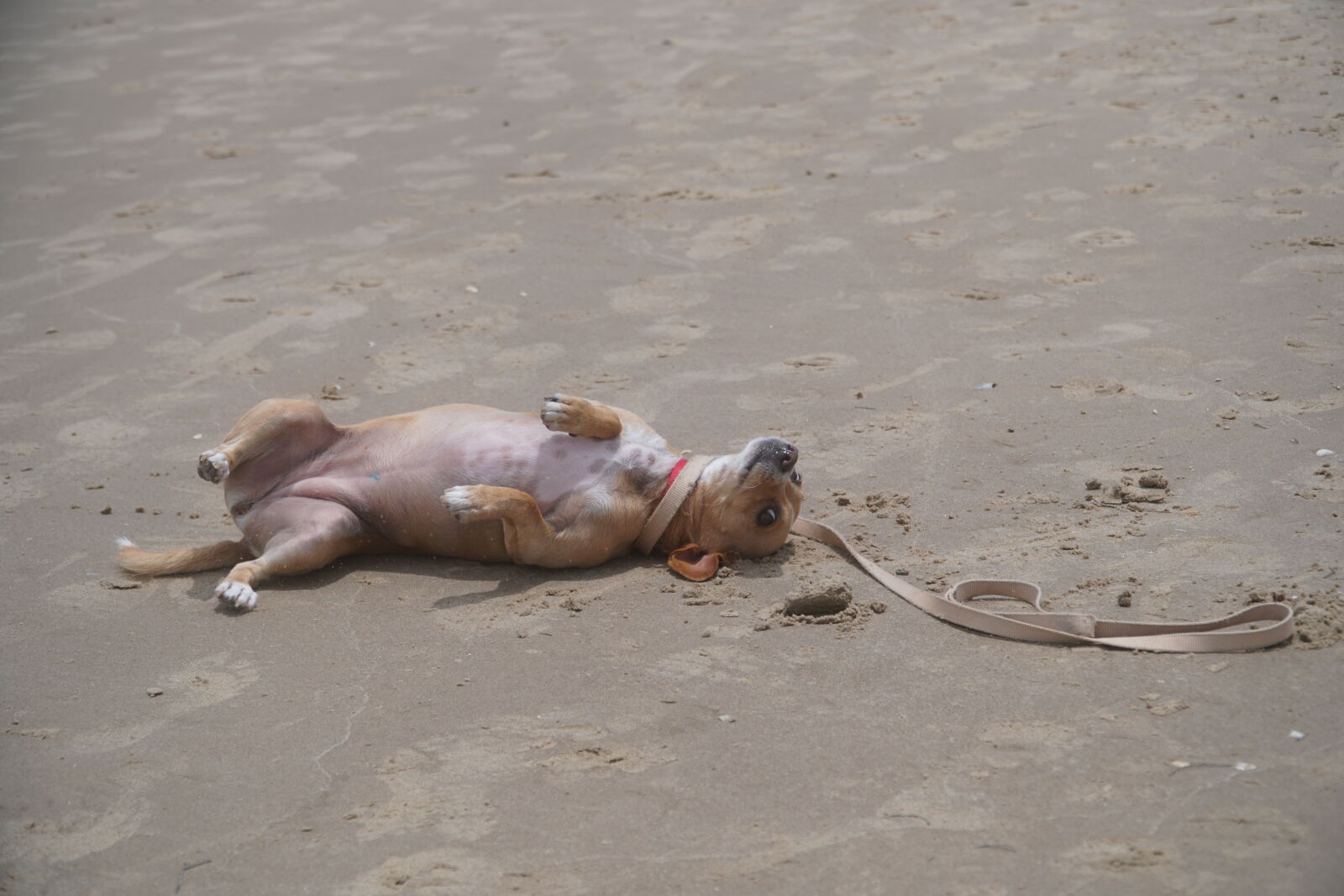 Sony E PZ 18-105mm F4 G OSS sample photo. Beach, dog, sand photography