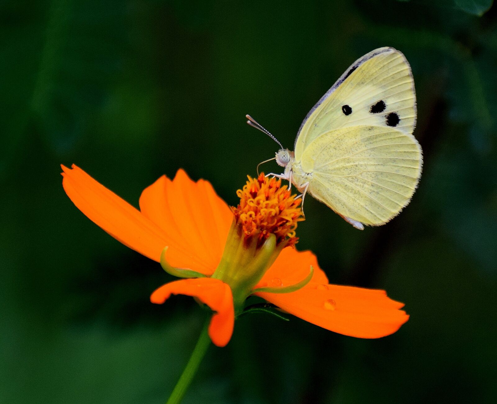 Nikon D3300 sample photo. Butterfly, color, flower photography