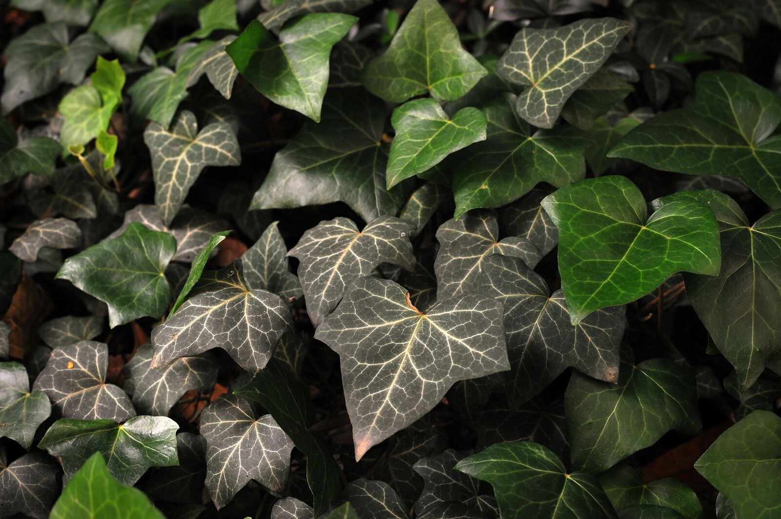 Nikon D700 sample photo. Plant, green, ivy photography