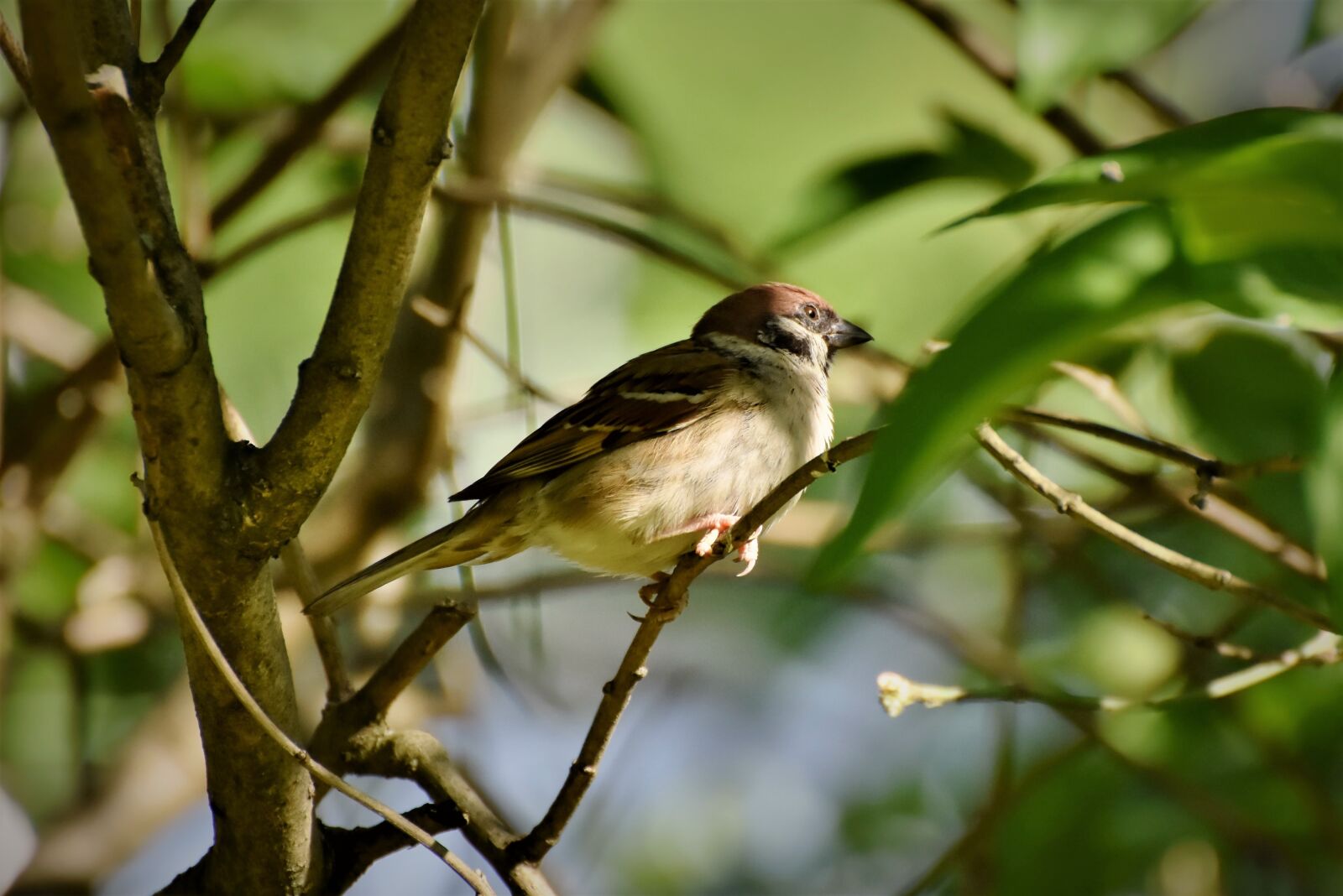 Nikon D7200 sample photo. Sparrow, sperling, bird photography