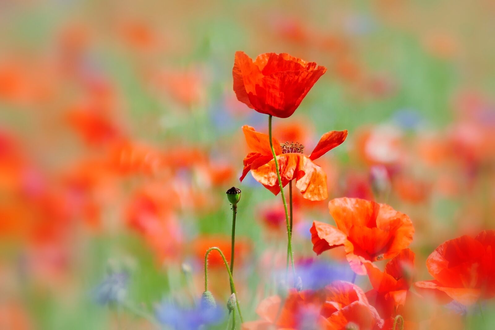 Panasonic Lumix DMC-FZ1000 sample photo. Poppy, blossom, bloom photography