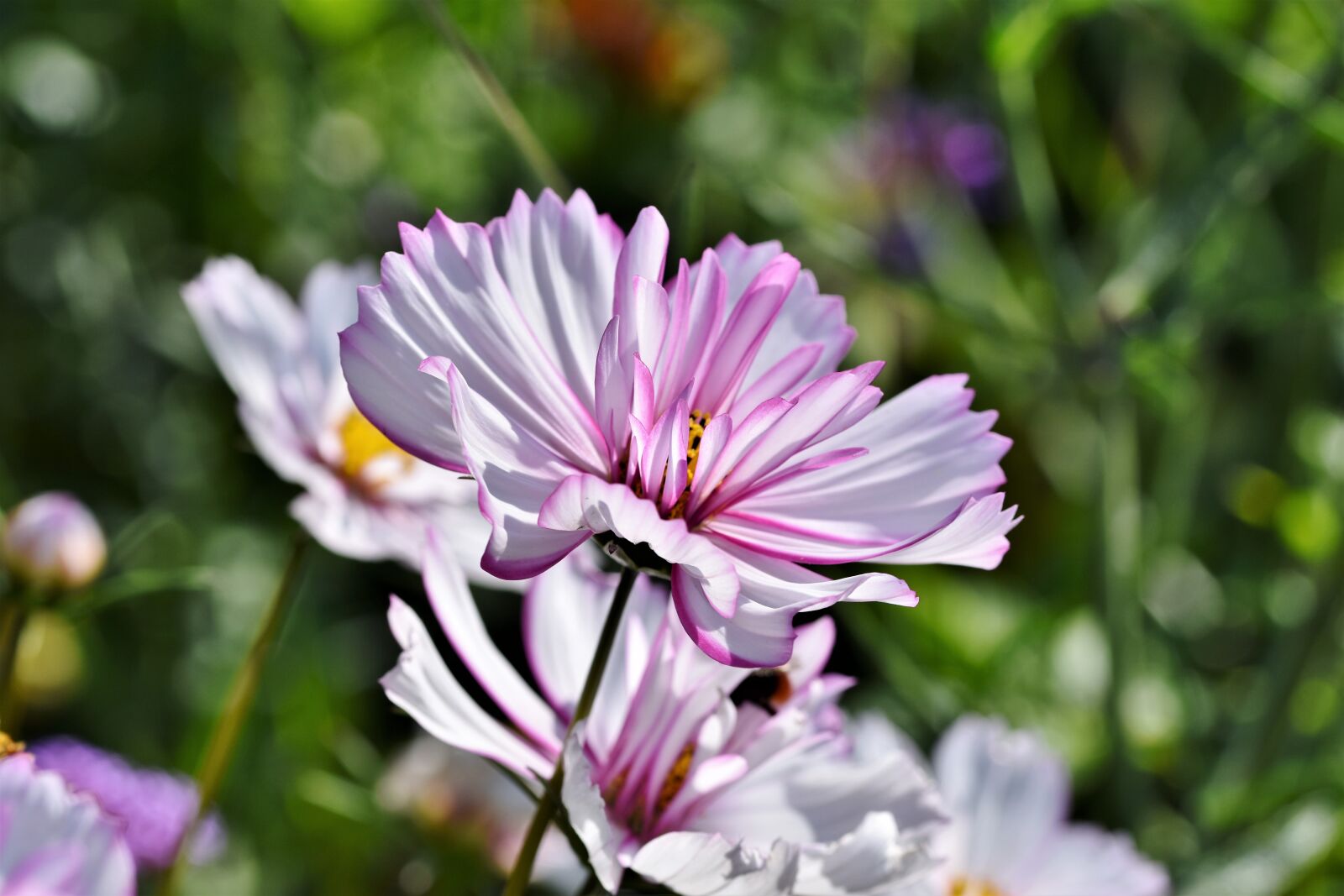 Nikon D7200 sample photo. Cosmea, flower, blossom photography
