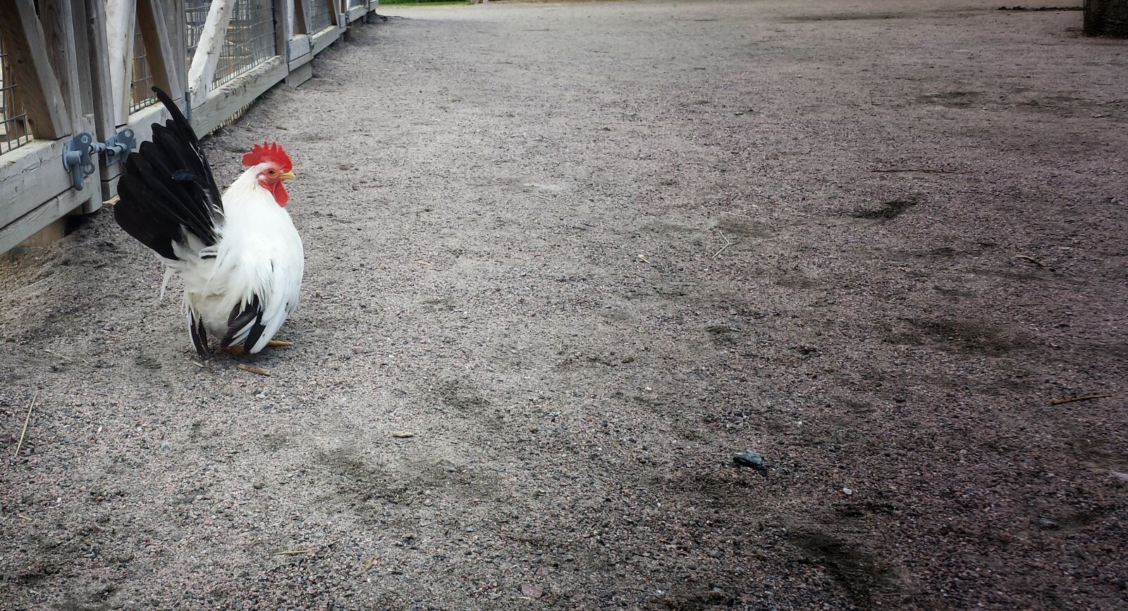 Samsung Galaxy S4 sample photo. Animal, farming, bird, chicken photography