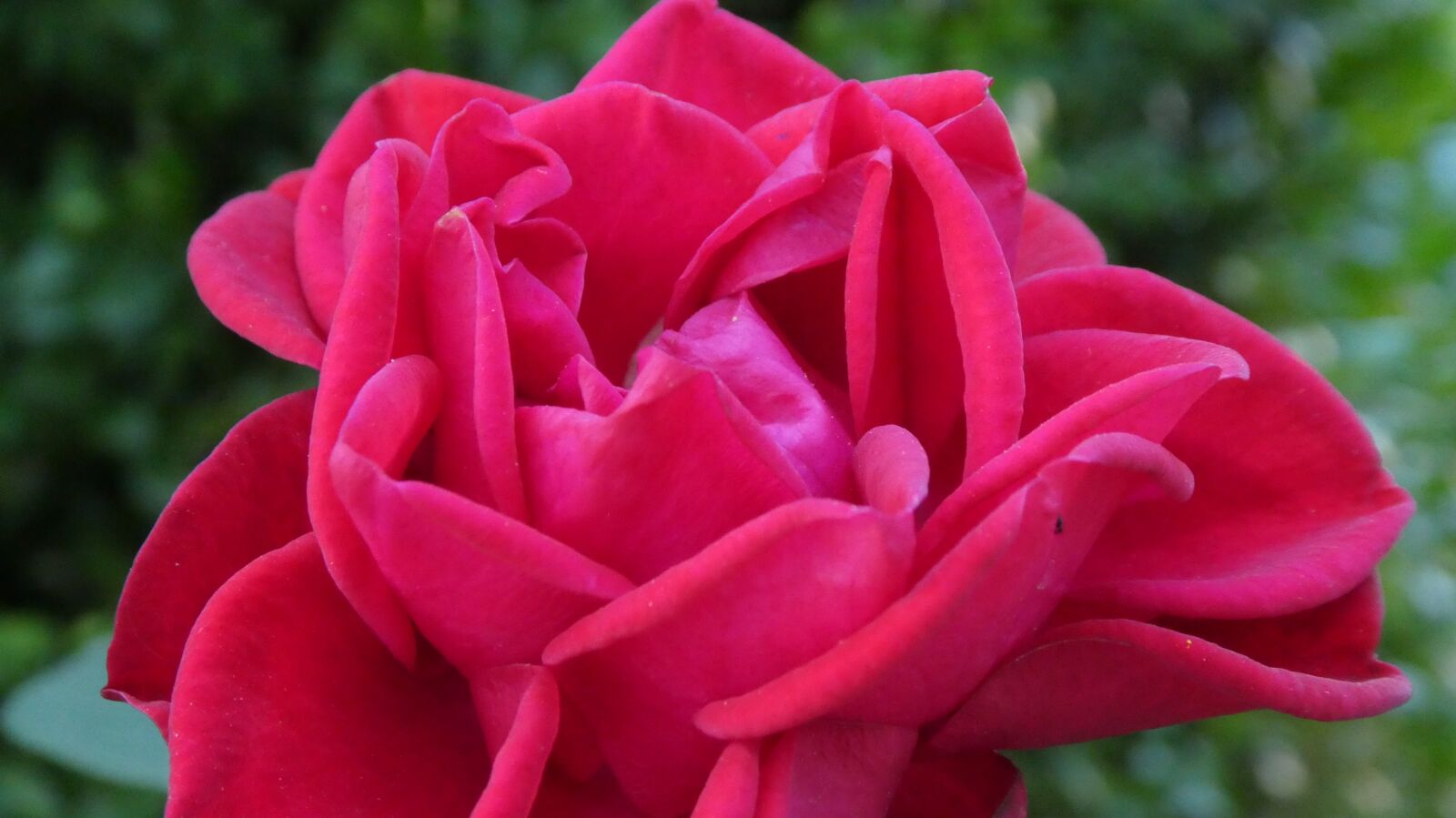 Panasonic DMC-TZ81 sample photo. Pink rose, blossom, bloom photography