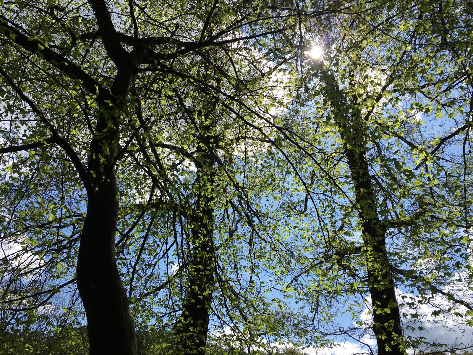 Apple iPhone 6s Plus sample photo. Nature, trees, forest photography