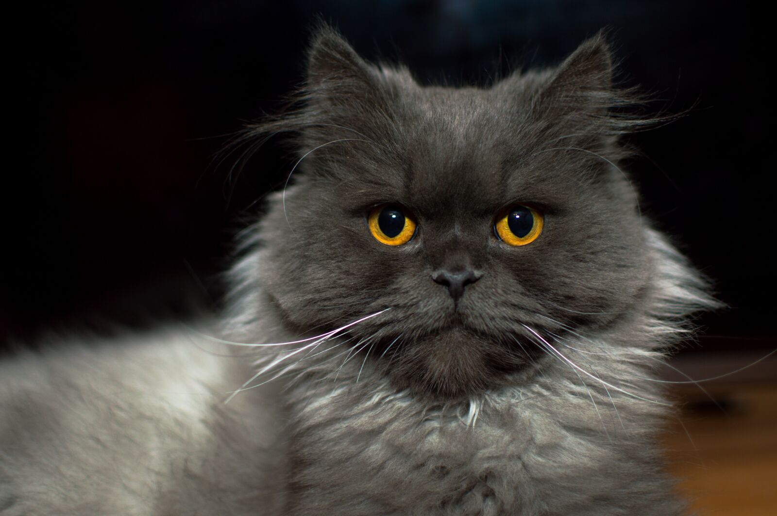 Nikon D3200 sample photo. Cat, kitten, meows photography