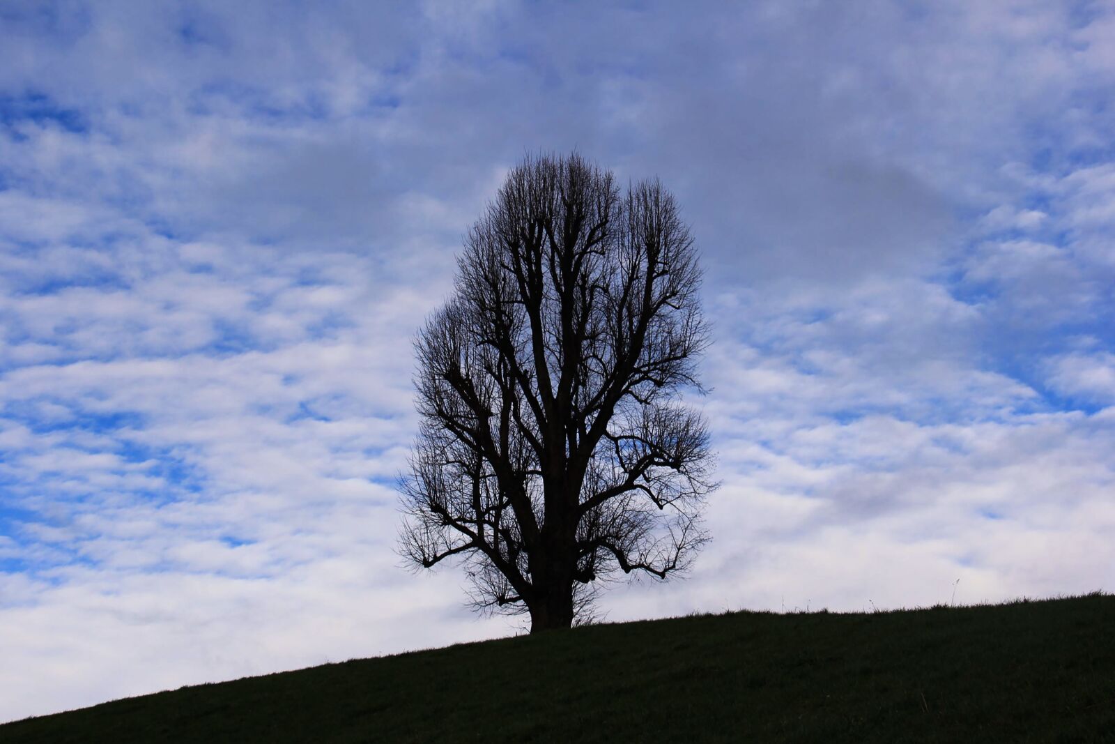 Canon EOS 60D sample photo. Tree, lonely, mood photography