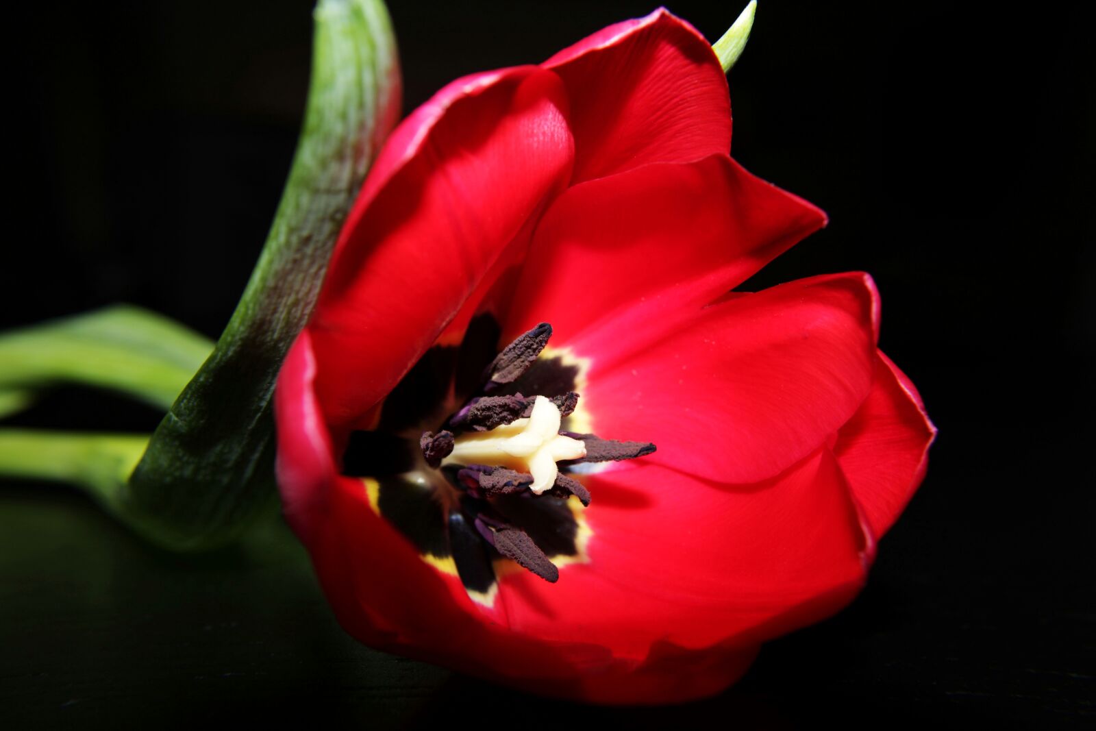 Canon EOS 2000D (EOS Rebel T7 / EOS Kiss X90 / EOS 1500D) sample photo. Red, tulip, stamens photography