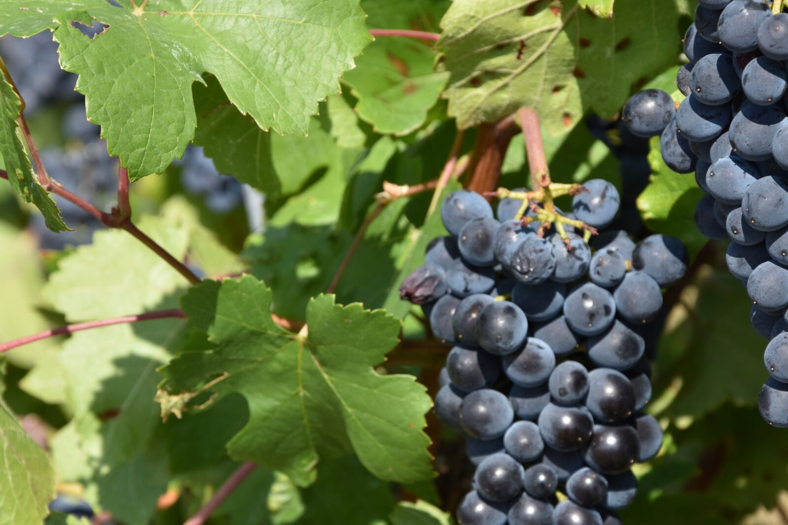 Nikon D7200 sample photo. Grape, wine, grapes photography