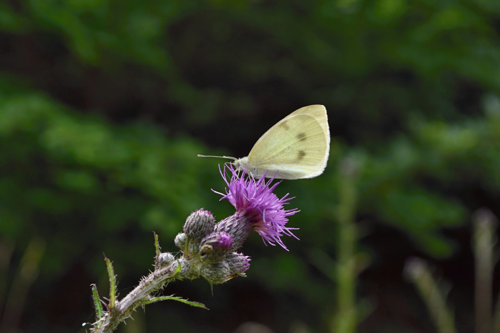 Nikon D5300 sample photo. Butterfly, flower, meadow photography