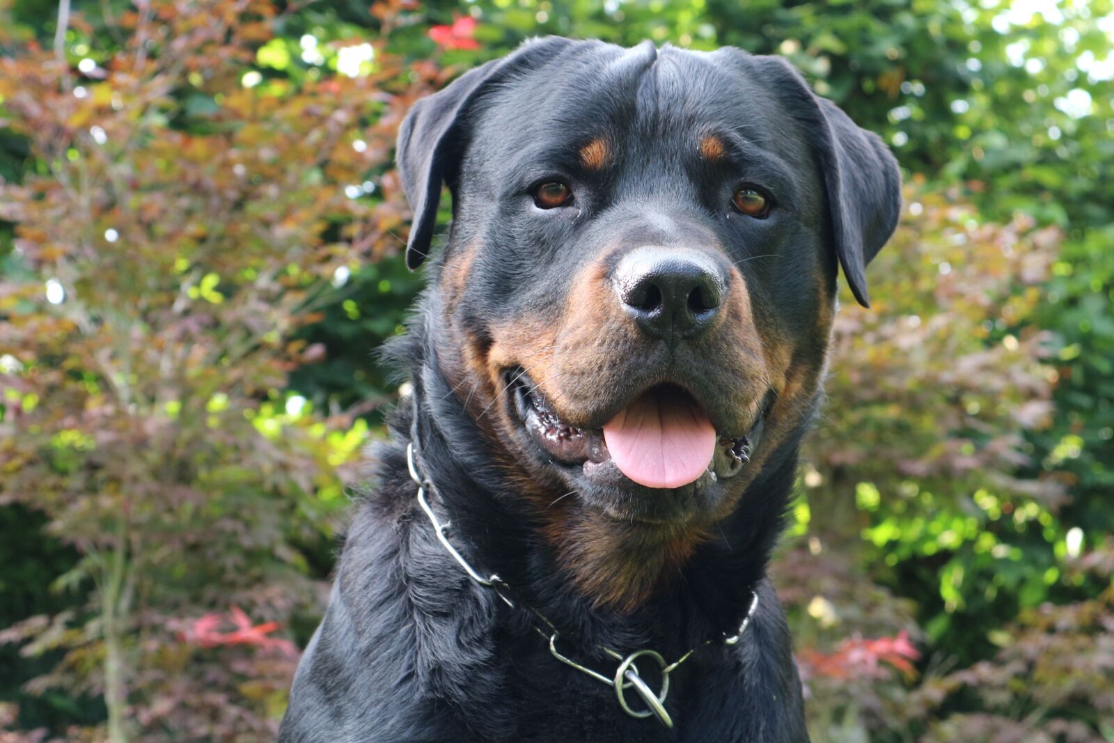 Canon EOS M10 sample photo. Dog, rottweiler, animal photography