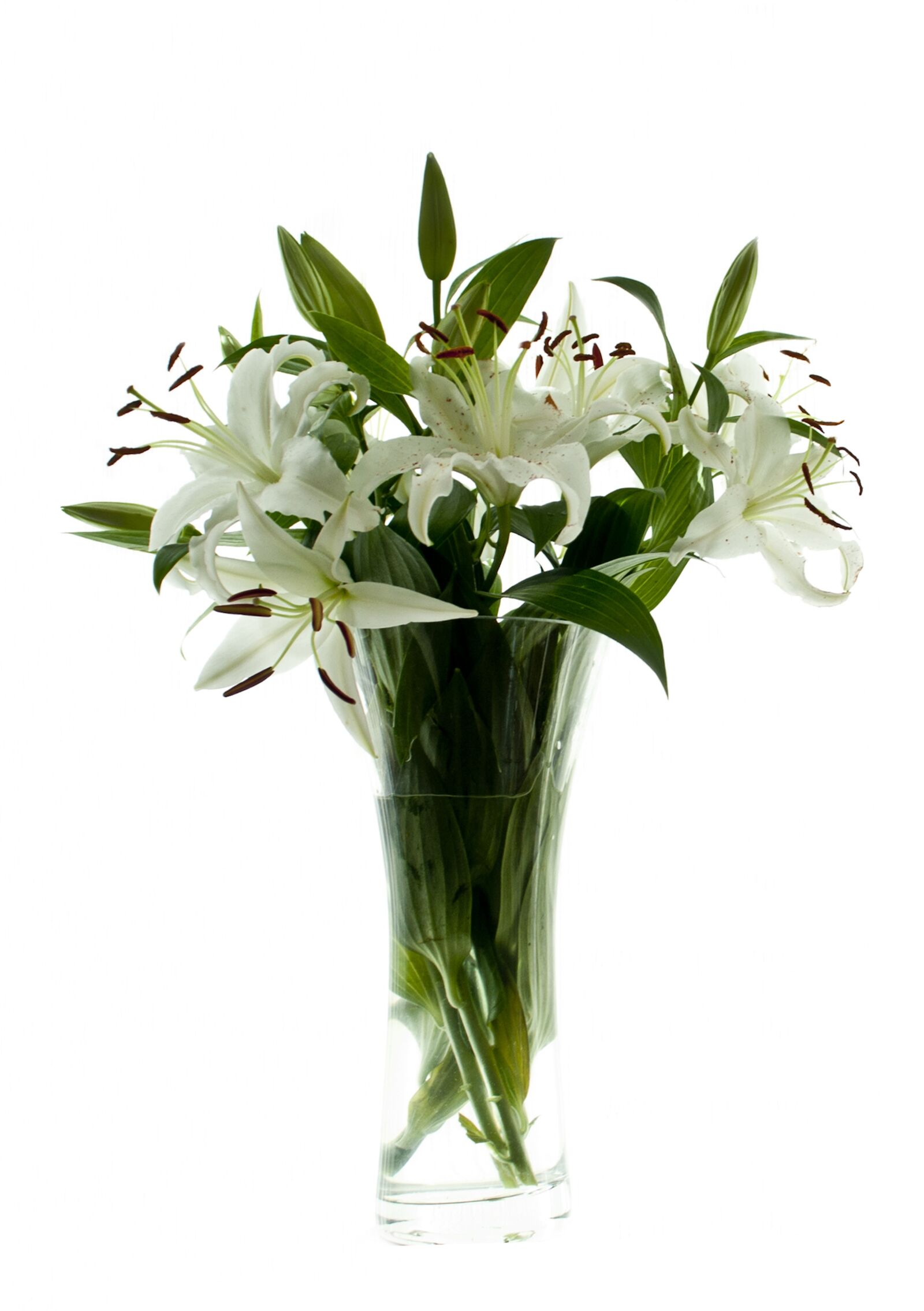 Nikon D90 sample photo. White, lilly, high photography