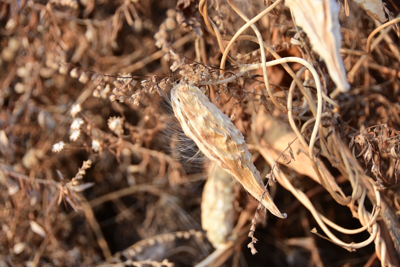 Nikon D7200 sample photo. Nature, dry, close photography