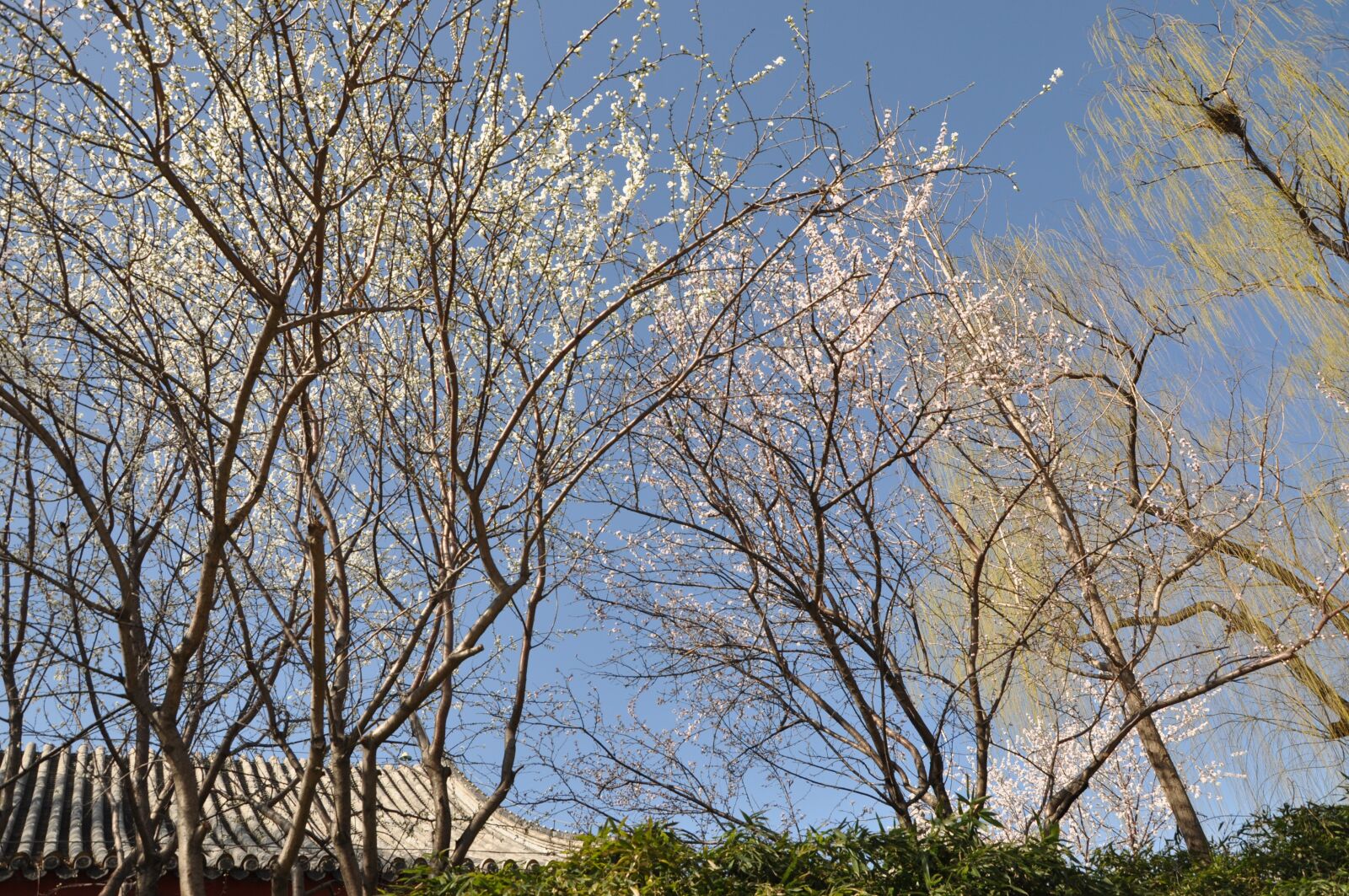 Nikon D90 sample photo. The scenery, natural, trees photography