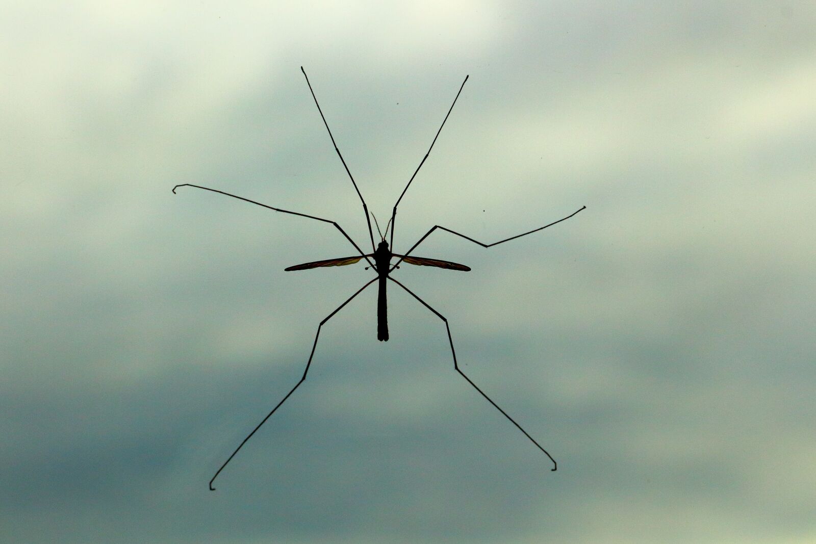 Canon EOS 700D (EOS Rebel T5i / EOS Kiss X7i) sample photo. Schnake, mosquito, insect photography