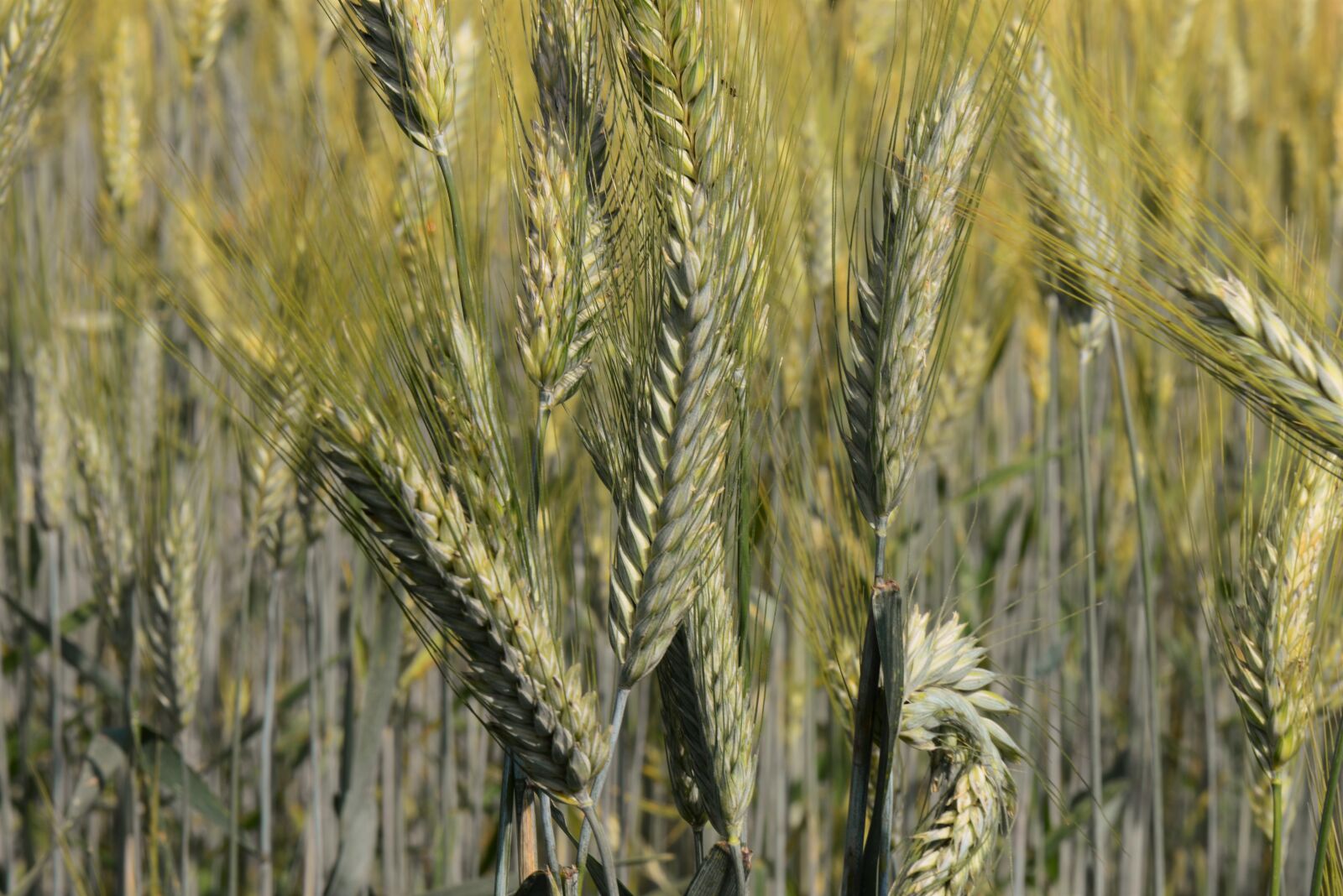 Nikon D610 sample photo. Ears of corn, cereals photography
