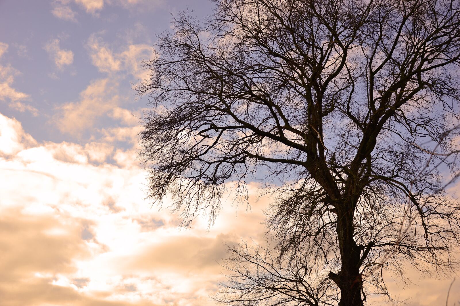 Nikon D3200 sample photo. Tree, winter, sky photography