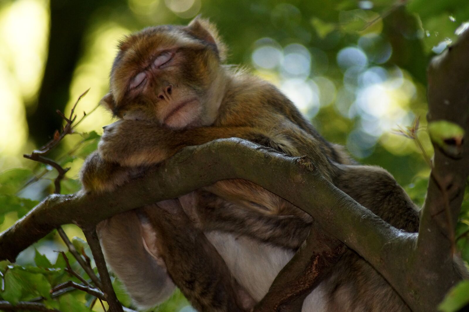 Sony SLT-A58 sample photo. Monkey, sleeping monkey, dreams photography
