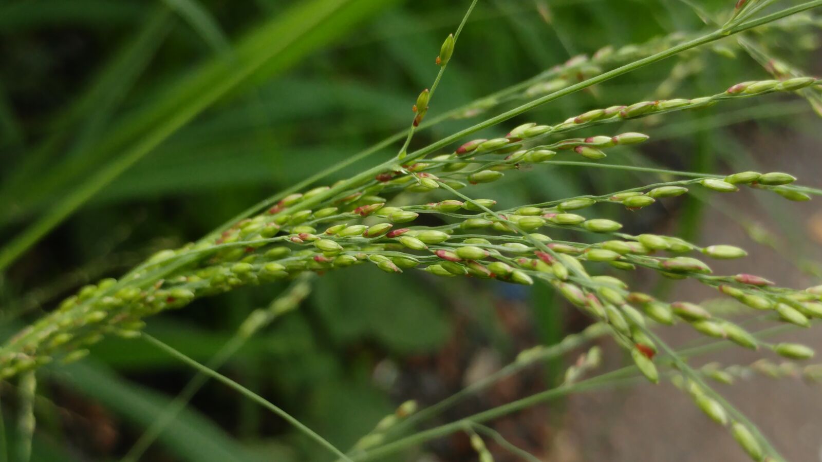 LG G5 sample photo. Grass, seeds, meadow photography