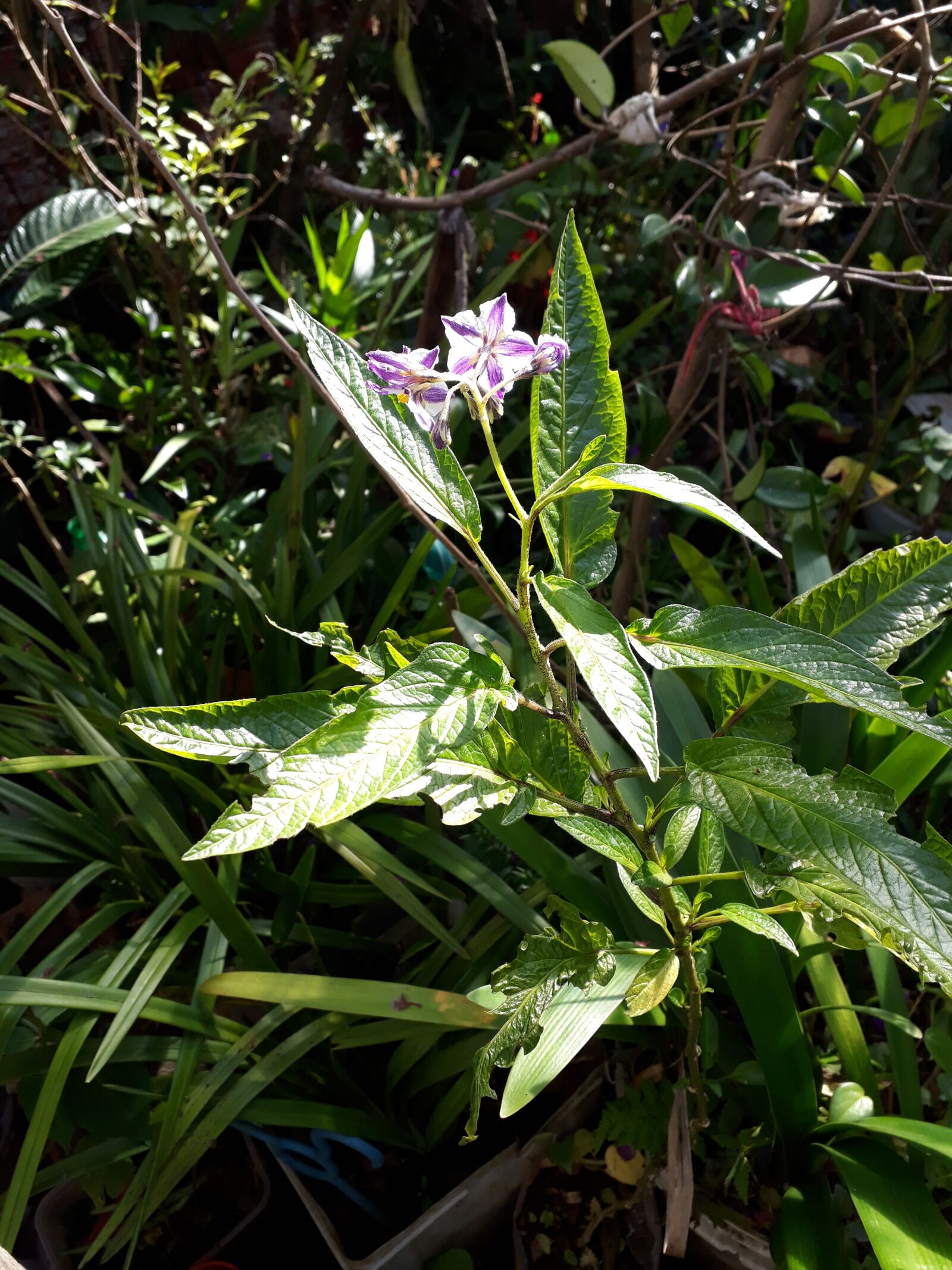 Samsung Galaxy J5 Prime sample photo. Plant, pear, melon, photography