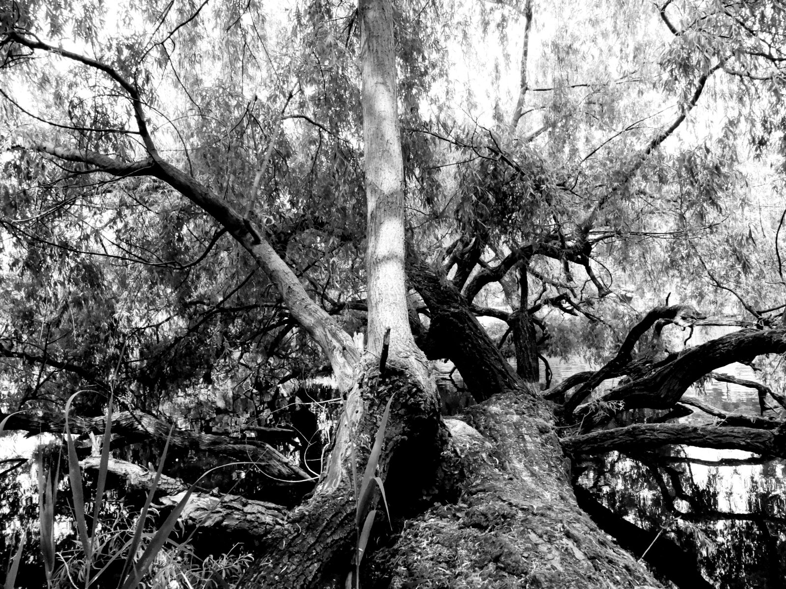 Sony Cyber-shot DSC-HX50V sample photo. Log, branch, bark photography