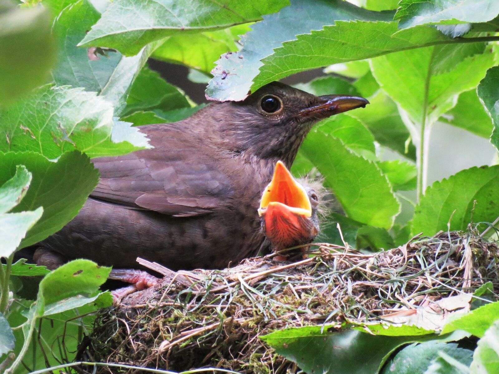 Canon PowerShot SX60 HS sample photo. Blackbird, nest, young photography