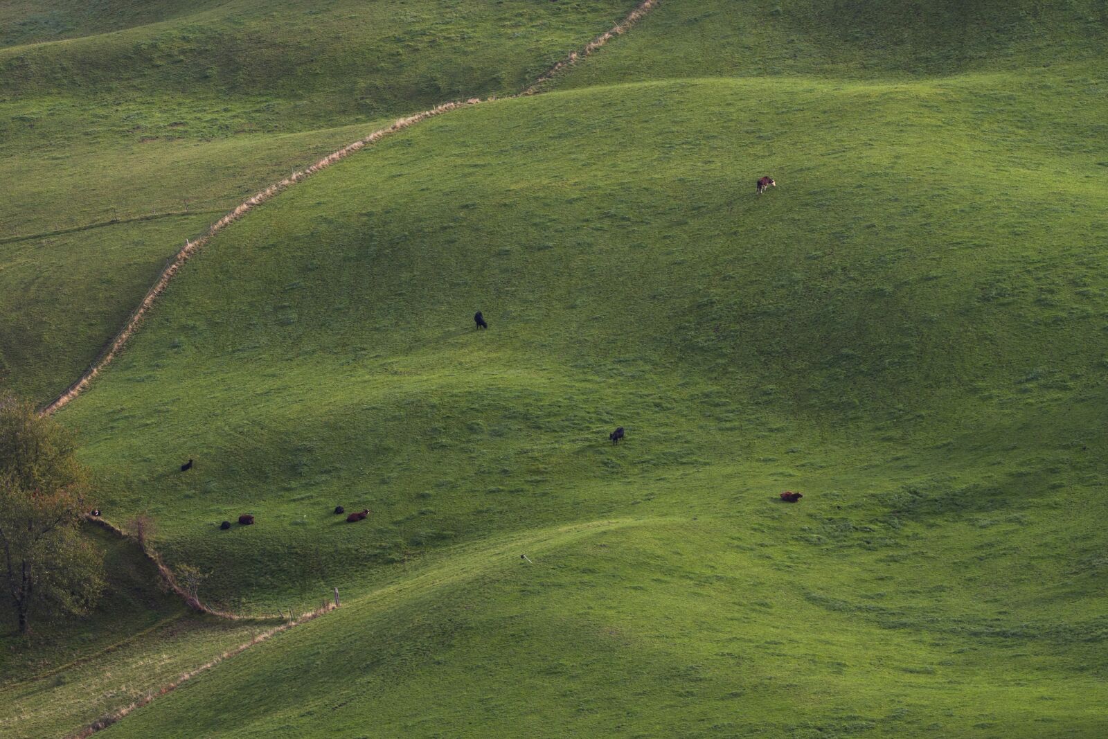 Canon EOS 7D + 150-600mm F5-6.3 DG OS HSM | Contemporary 015 sample photo. Meadow, cows, pasture photography