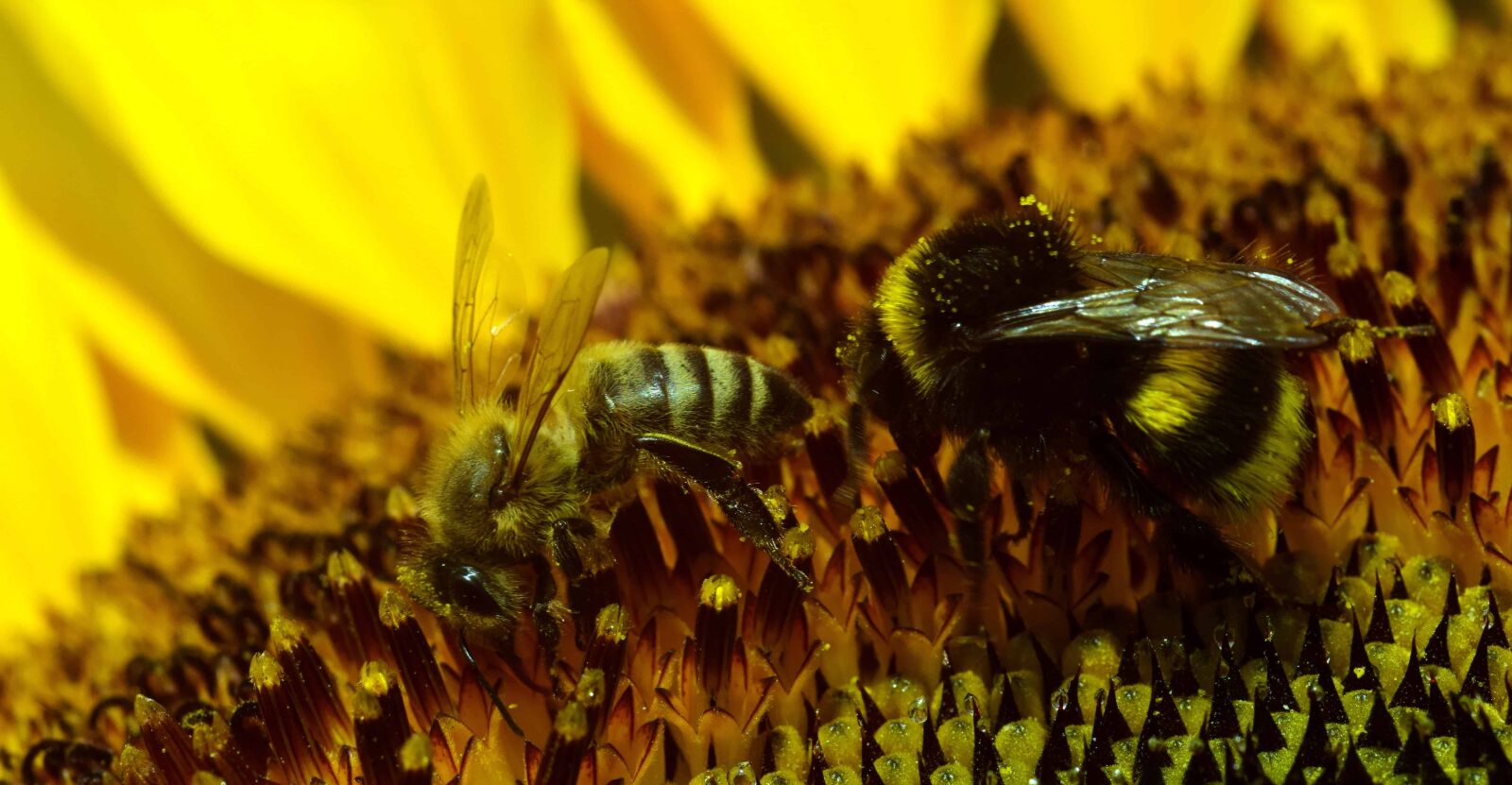 Nikon D3300 sample photo. Bumblebee, macro, pollen, flower photography