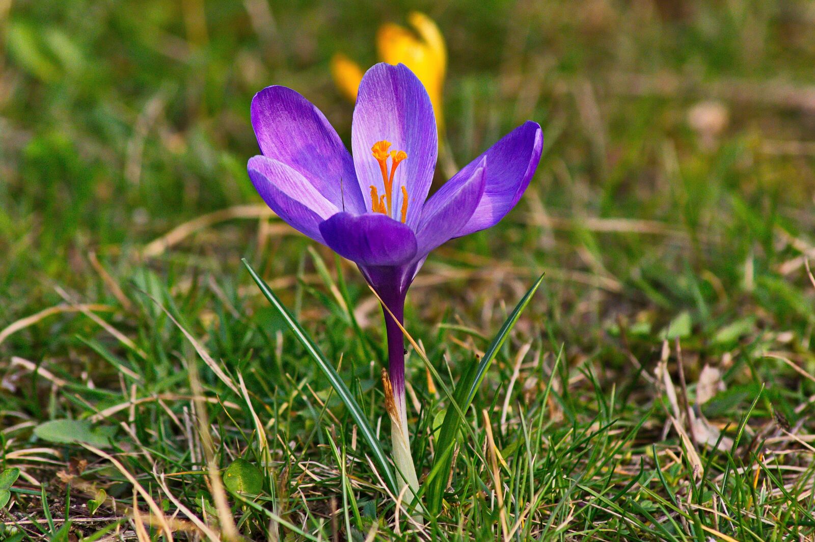 Pentax K-3 II sample photo. Krokus, spring, flower photography