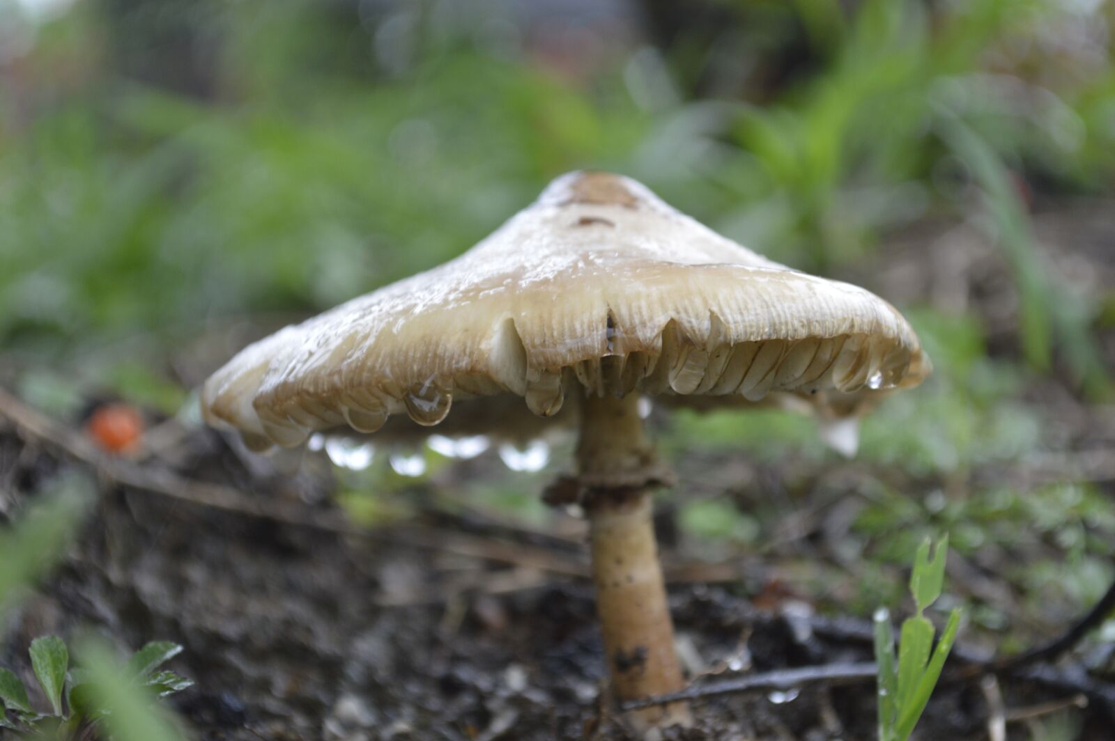 Nikon D3200 sample photo. Fungi, vegetation, nature photography