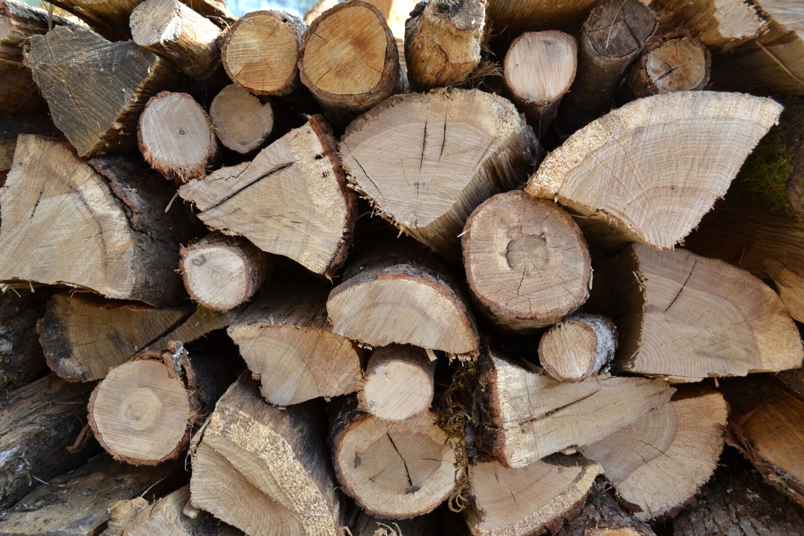Nikon D3100 sample photo. Logs, firewood, wood pile photography