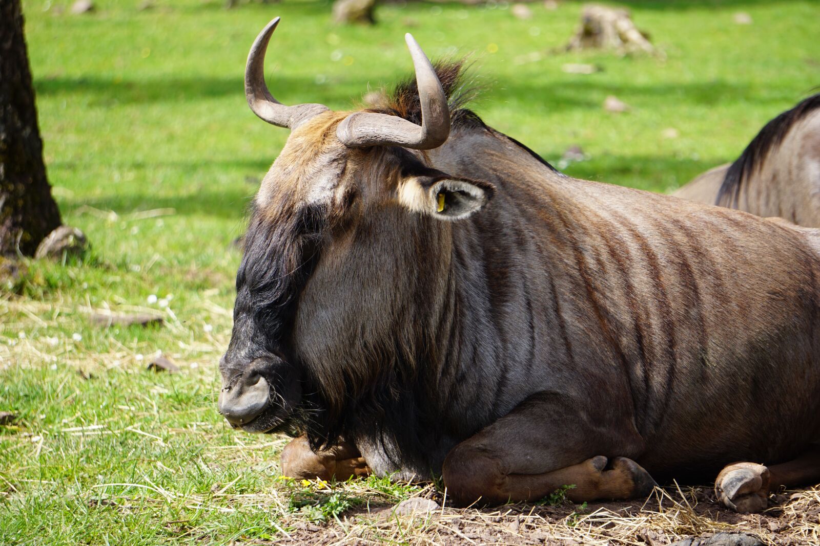 Sony E 55-210mm F4.5-6.3 OSS sample photo. Gnu, zoo, wildlife park photography
