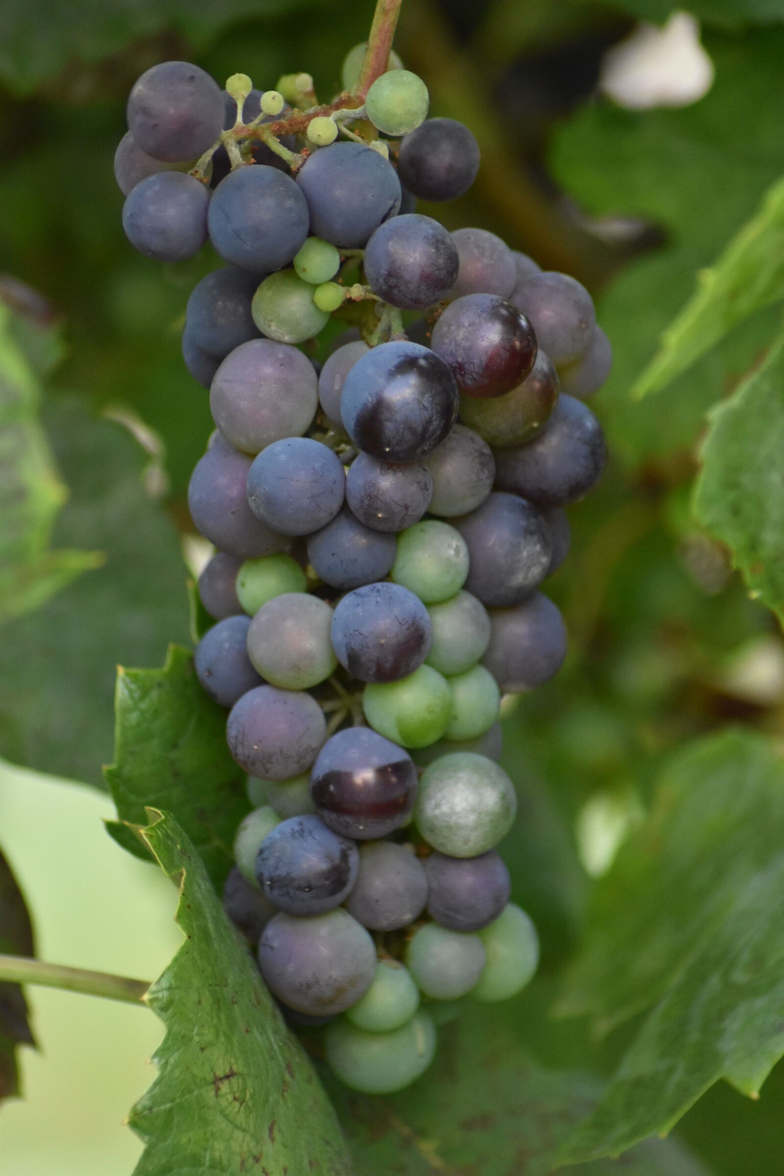 Nikon D3500 sample photo. Grapes, tros, wine photography