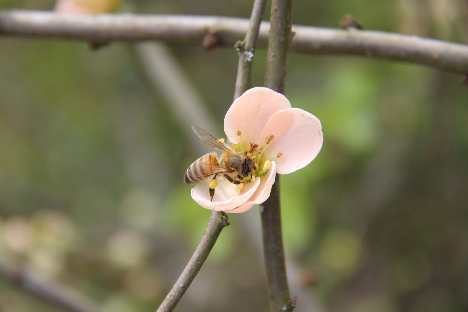 Canon EOS 7D sample photo. Flower, bee, insects photography