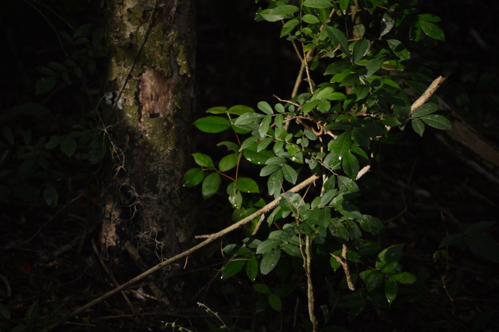 Nikon D3200 sample photo. Green, light, sun photography