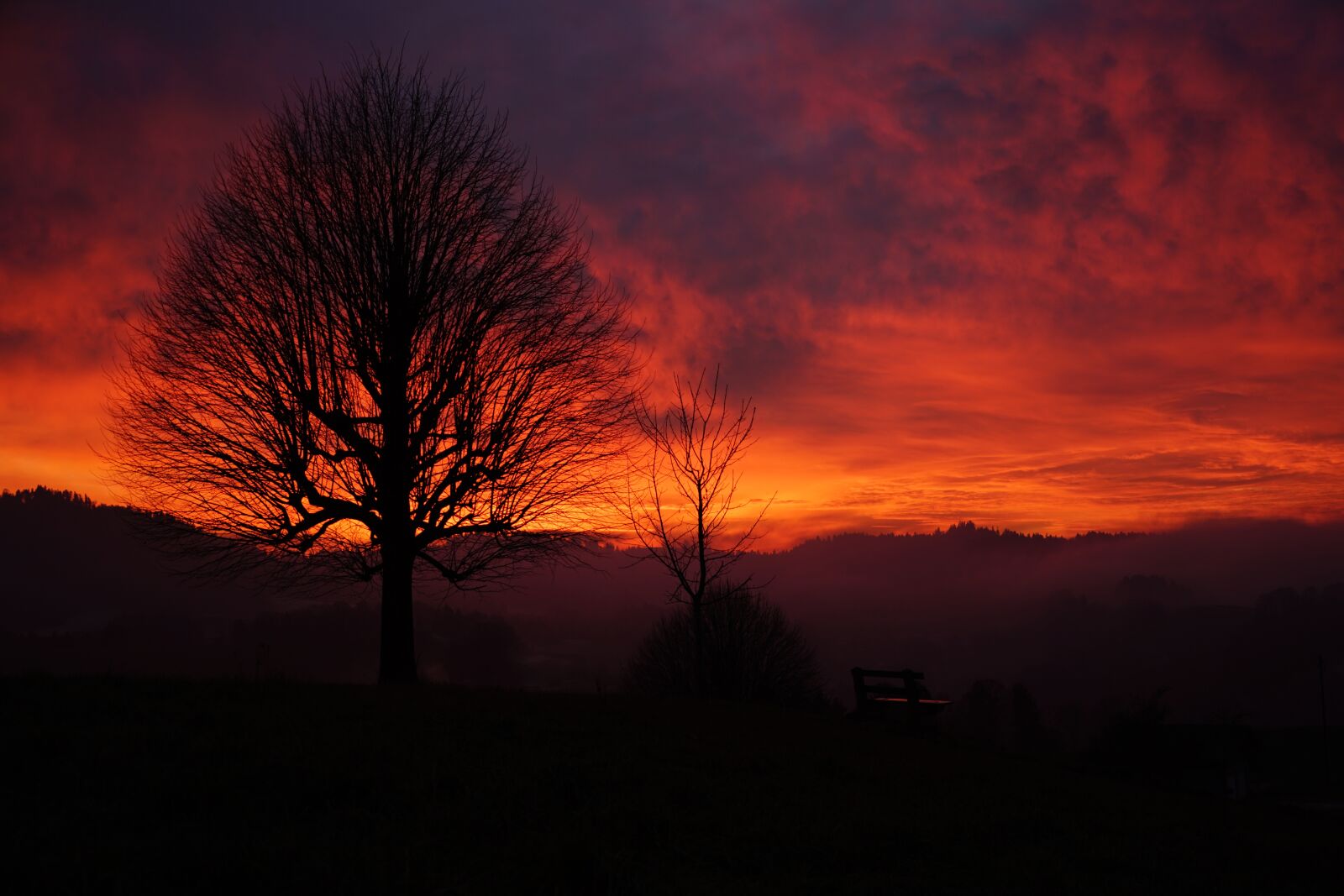 Sony a7R II + Sony FE 24-240mm F3.5-6.3 OSS sample photo. Sunset, tree, aesthetic photography