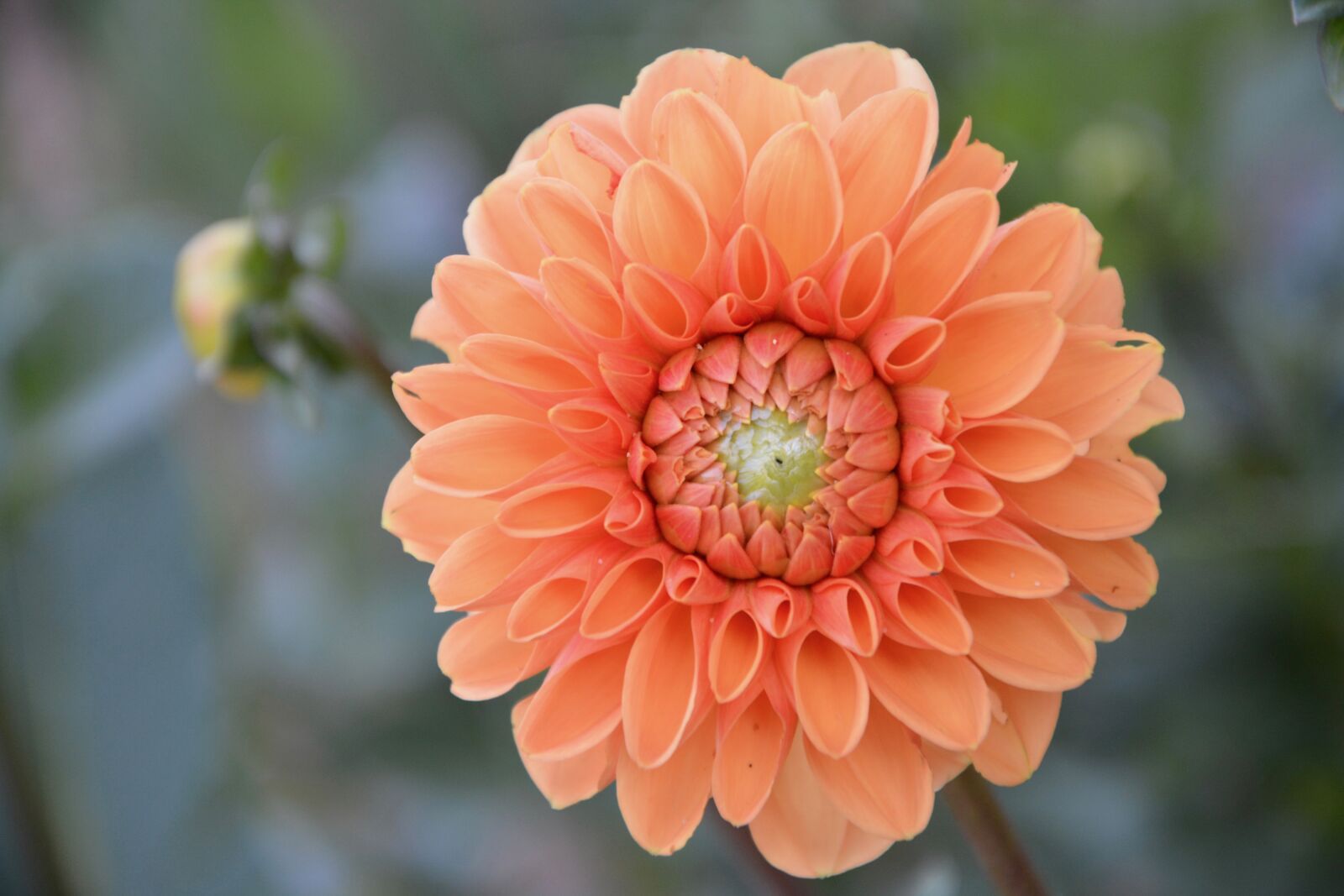 Nikon D5200 sample photo. Flower, flower flower, flower photography