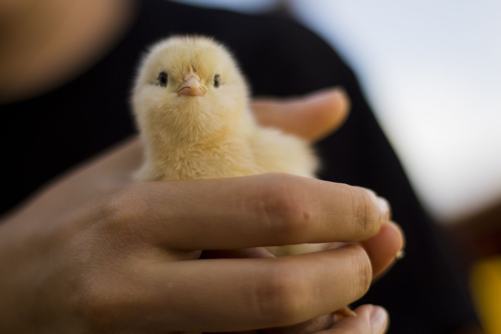 Canon EOS 700D (EOS Rebel T5i / EOS Kiss X7i) sample photo. Chicken, chick, animal photography