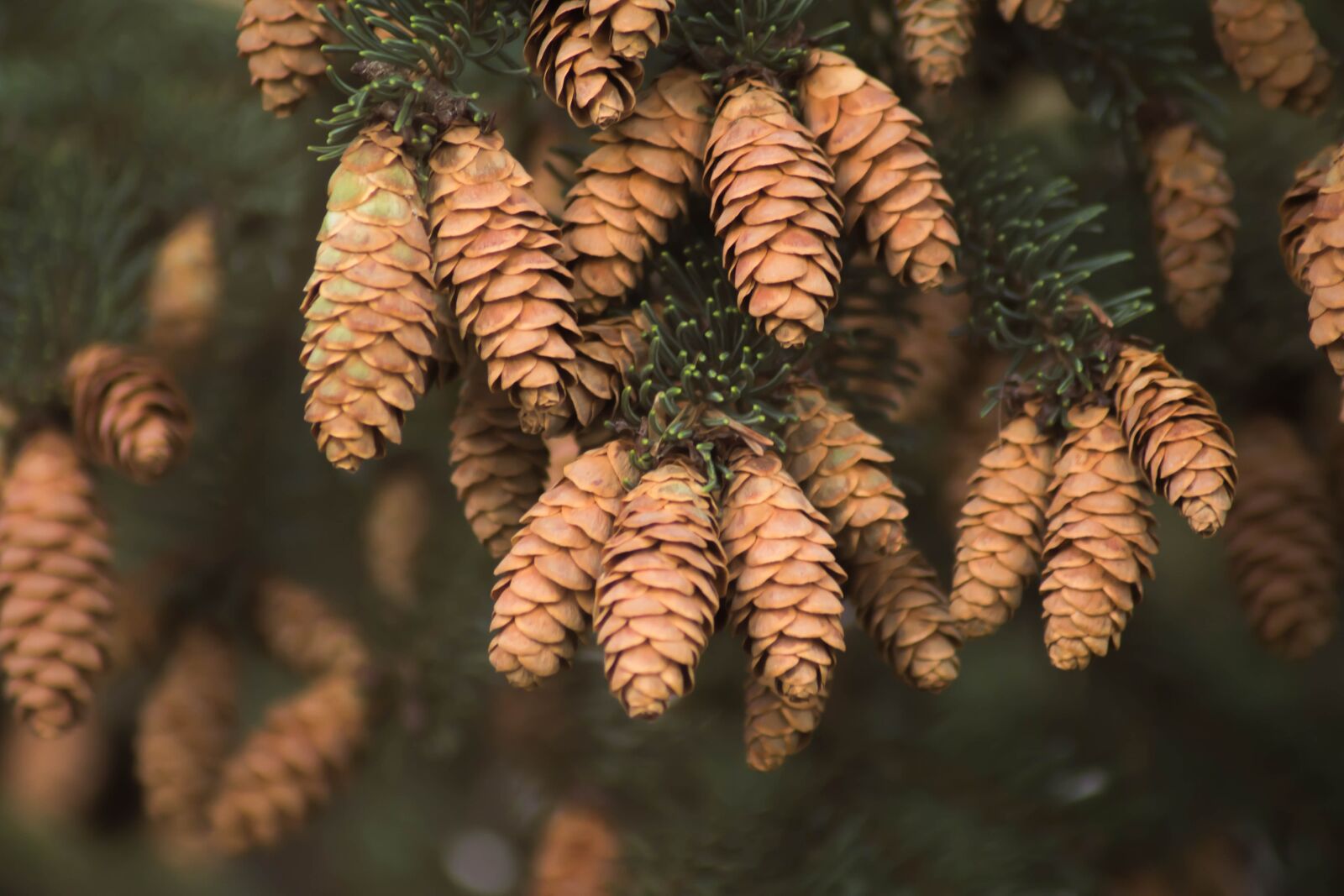 Canon EOS 60D sample photo. Spruce, cones, needles photography