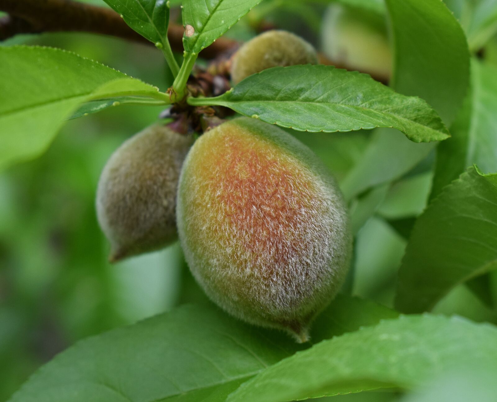 Nikon D3300 sample photo. Ripening peach, peach, fruit photography