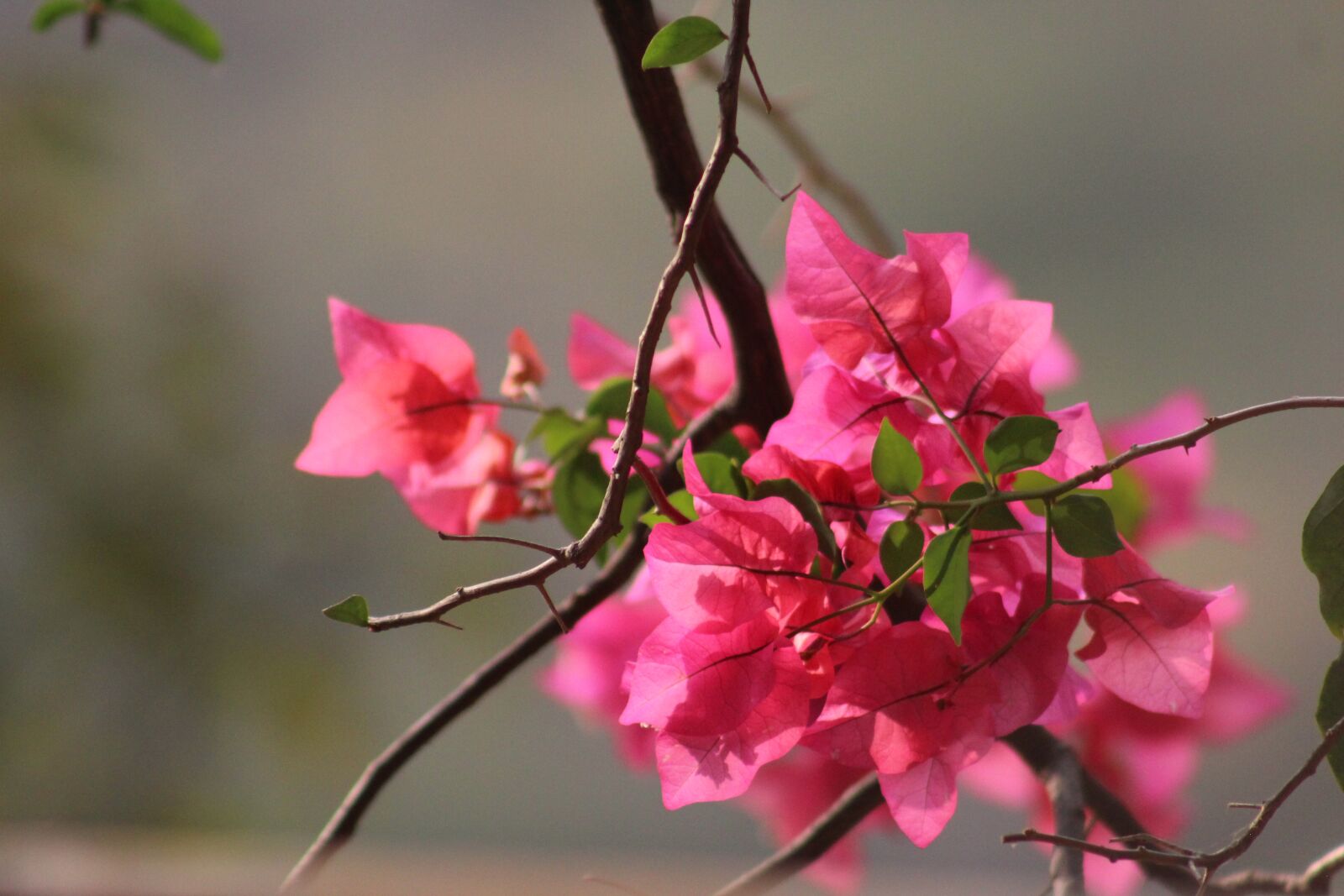 Canon EOS 1300D (EOS Rebel T6 / EOS Kiss X80) sample photo. Bougainvillea, flowers, nature photography