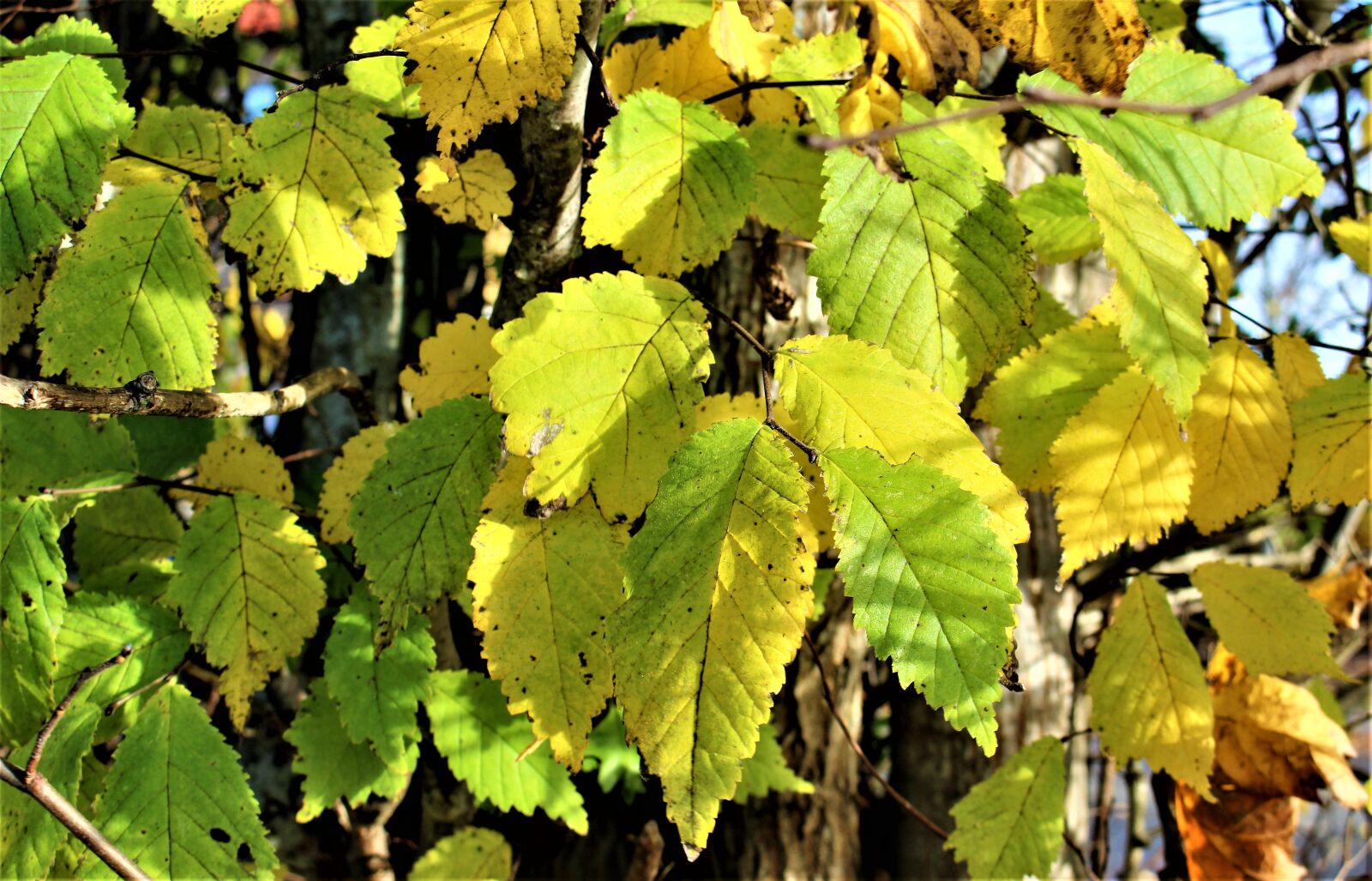 Canon EOS 700D (EOS Rebel T5i / EOS Kiss X7i) sample photo. Autumn, yellow leaves, leaf photography